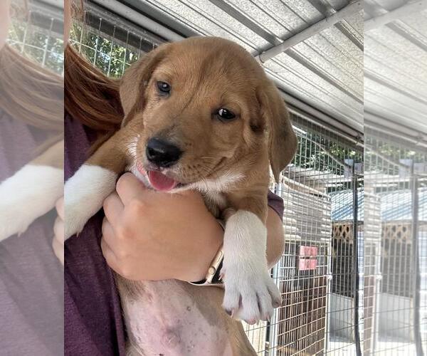 Medium Photo #1 Labrador Retriever-Unknown Mix Puppy For Sale in Yardley, PA, USA