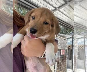 Labrador Retriever-Unknown Mix Dogs for adoption in Yardley, PA, USA