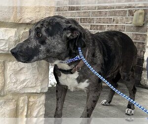 Catahoula Leopard Dog-Unknown Mix Dogs for adoption in Houston, TX, USA