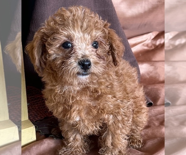 Medium Photo #9 Shih-Poo Puppy For Sale in DUNDEE, OH, USA