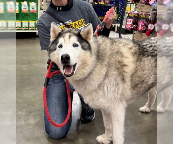 Medium Photo #1 Siberian Husky Puppy For Sale in Derwood, MD, USA