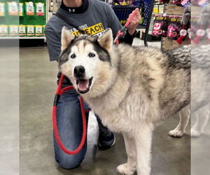 Siberian Husky Dogs for adoption in Derwood, MD, USA
