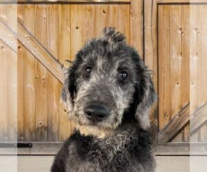 Labradoodle Puppy for sale in DUNDEE, OH, USA