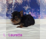 Small #1 Yorkshire Terrier