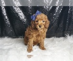 Small #2 Poodle (Toy)