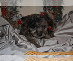 Small #5 Chihuahua-Poodle (Toy) Mix