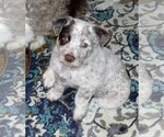 Image preview for Ad Listing. Nickname: Litter of 7