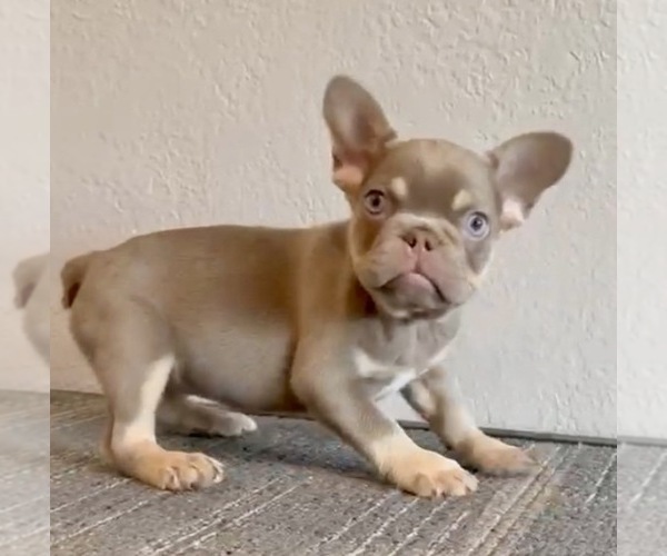 Medium Photo #4 French Bulldog Puppy For Sale in BOSTON, MA, USA