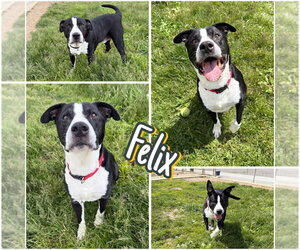 American Staffordshire Terrier-Unknown Mix Dogs for adoption in Pierceton , IN, USA