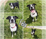 Small American Staffordshire Terrier Mix