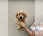Puppy Apollo Golden Retriever