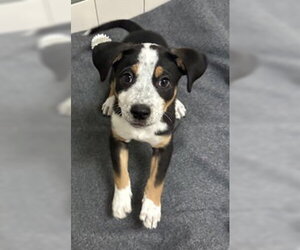 Mutt Dogs for adoption in Salinas, CA, USA