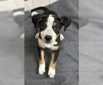 Figalicious - Female Mutt Dog for Adoption - Small photo