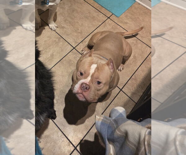 Medium Photo #3 Bull Terrier Puppy For Sale in Minneapolis, MN, USA