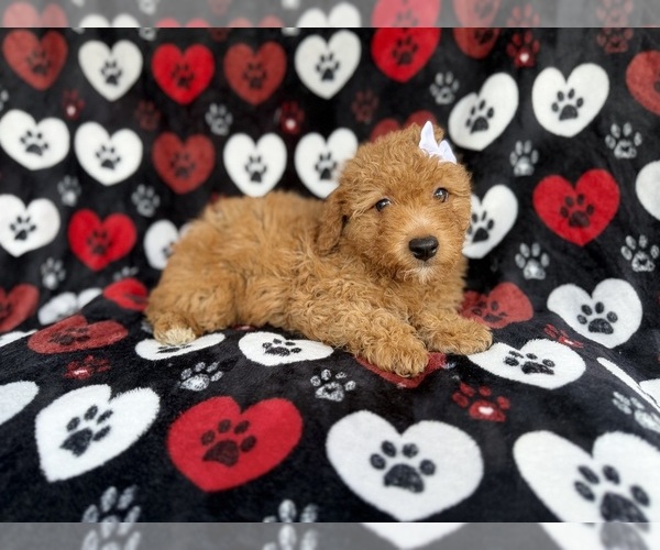 Medium Photo #2 Aussiedoodle Miniature  Puppy For Sale in LAKELAND, FL, USA