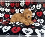 Small #1 Aussiedoodle Miniature 
