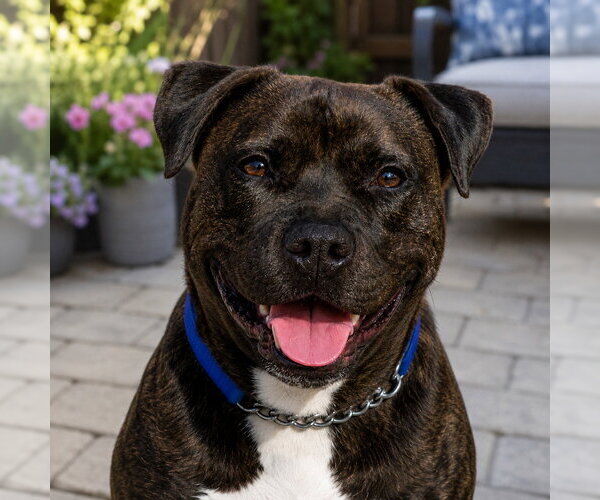 Medium Photo #17 American Staffordshire Terrier-Unknown Mix Puppy For Sale in Lake Forest, CA, USA
