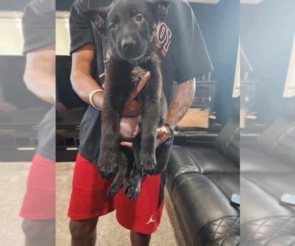 Medium Photo #4 German Shepherd Dog Puppy For Sale in DETROIT, MI, USA