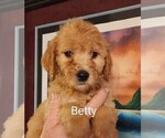 Puppy 6 Goldendoodle