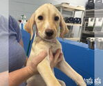 Small #1 Labrador Retriever-Retriever  Mix