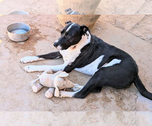 Medium Photo #2 Border Collie-Unknown Mix Puppy For Sale in Pena Blanca, NM, USA
