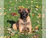 Small Photo #5 Belgian Malinois Puppy For Sale in FREDERICKSBRG, PA, USA