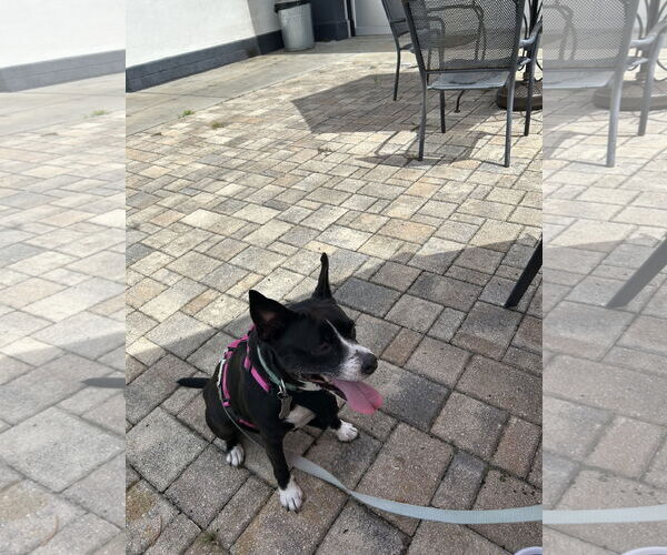 Medium Photo #5 Boston Huahua Puppy For Sale in Sanford, FL, USA