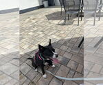 Small Photo #5 Boston Huahua Puppy For Sale in Sanford, FL, USA