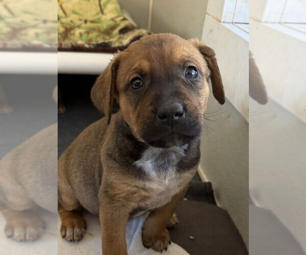 Medium Photo #6 Labrador Retriever-Unknown Mix Puppy For Sale in Bolivar, MO, USA