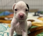 Small Photo #7 Boxer Puppy For Sale in EAST FISHKILL, NY, USA