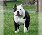 Small Photo #1 American Bully Puppy For Sale in PADUCAH, KY, USA