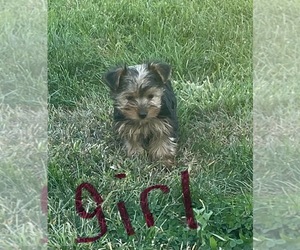 Yorkshire Terrier Puppy for Sale in BOWLING GREEN, Missouri USA