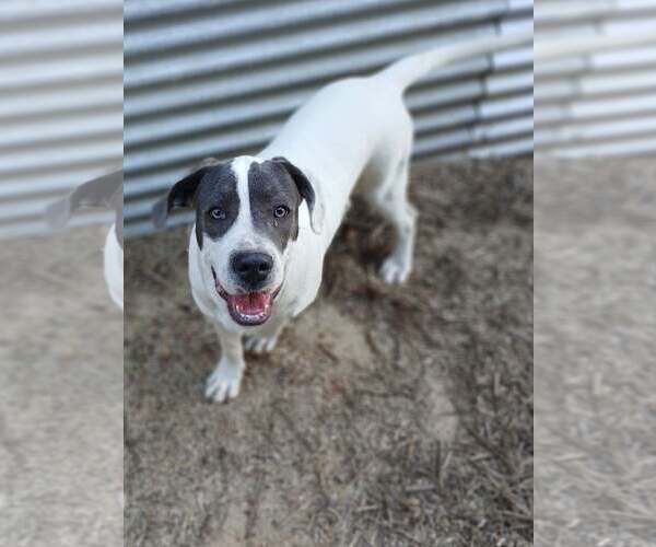 Medium Photo #2 Mutt Puppy For Sale in Eastman, GA, USA