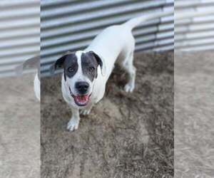 Shiloh - Female Mutt Dog for Adoption - Photo #2