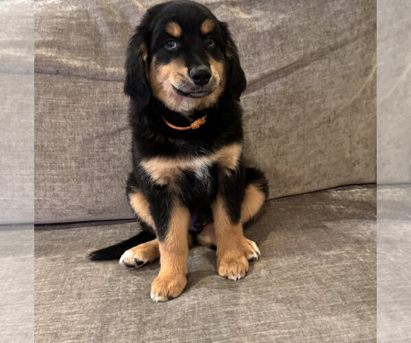 Medium Photo #1 Australian Retriever Puppy For Sale in Fort Worth, TX, USA