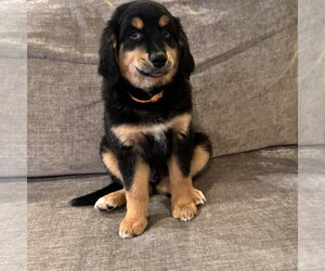 Australian Retriever Dogs for adoption in Fort Worth, TX, USA