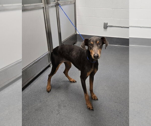 Medium Photo #1 Doberman Pinscher Puppy For Sale in Glen Allen, VA, USA