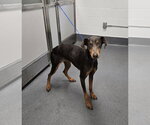 DA 9 Carrie - Female Doberman Pinscher Dog for Adoption - Small photo