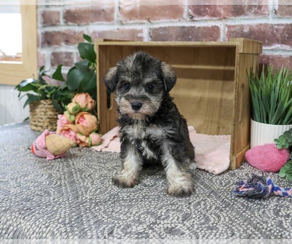Medium Photo #5 Schnauzer (Miniature) Puppy For Sale in SYRACUSE, IN, USA
