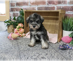 Small #4 Schnauzer (Miniature)