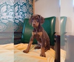 Small #2 Doberman Pinscher