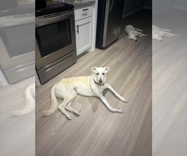 Medium Photo #2 Mutt Puppy For Sale in Minneapolis, MN, USA