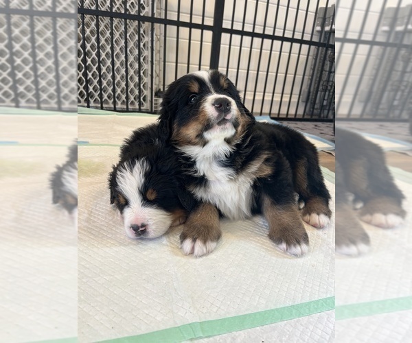 Medium Photo #14 Bernese Mountain Dog Puppy For Sale in FAIRMONT, MN, USA