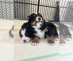 Small #13 Bernese Mountain Dog
