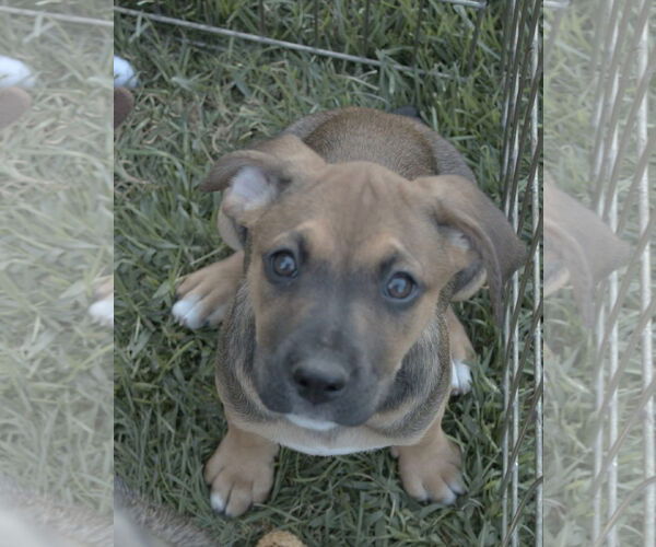 Medium Photo #10 Boxer Puppy For Sale in Clinton , MI, USA