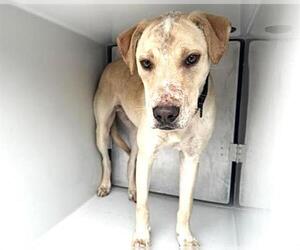 Labrador Retriever-Unknown Mix Dogs for adoption in Houston, TX, USA