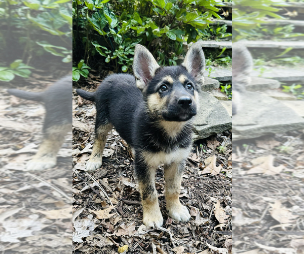 Medium Photo #2 German Shepherd Dog-Siberian Husky Mix Puppy For Sale in LANSING, MI, USA