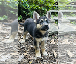 Small Photo #2 German Shepherd Dog-Siberian Husky Mix Puppy For Sale in LANSING, MI, USA