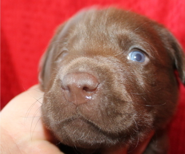 Medium Photo #10 Labrador Retriever Puppy For Sale in PUEBLO, CO, USA