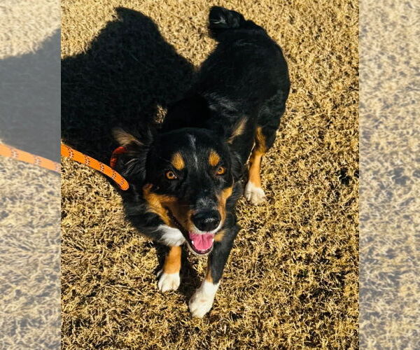 Medium Photo #2 Australian Shepherd-Unknown Mix Puppy For Sale in Grafton, WI, USA